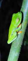 30 Rotaugenlaubfrosch