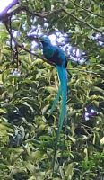 300 Quetzal am frühen Morgen