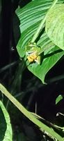 31 Rotaugenlaubfrosch