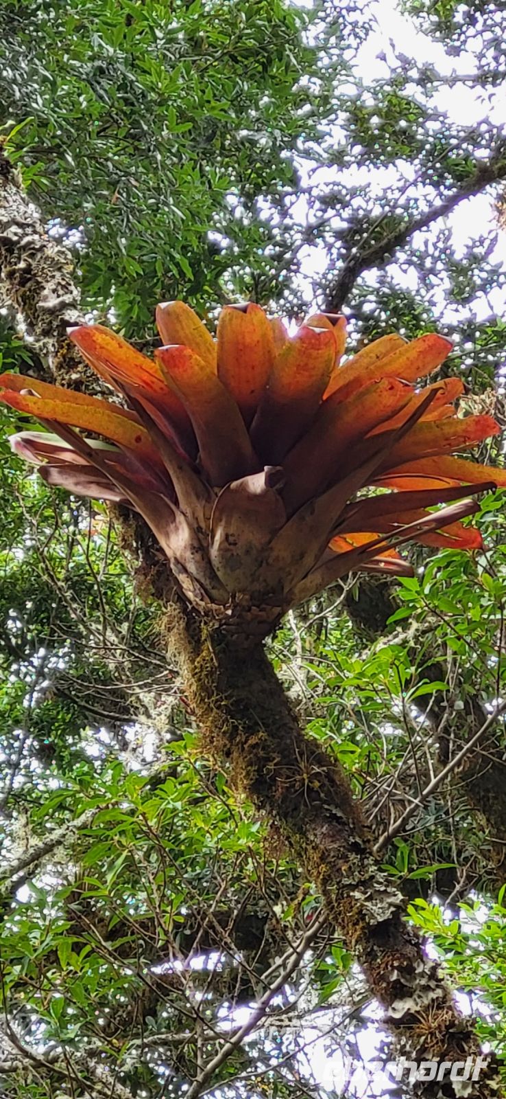 315 Bromelien