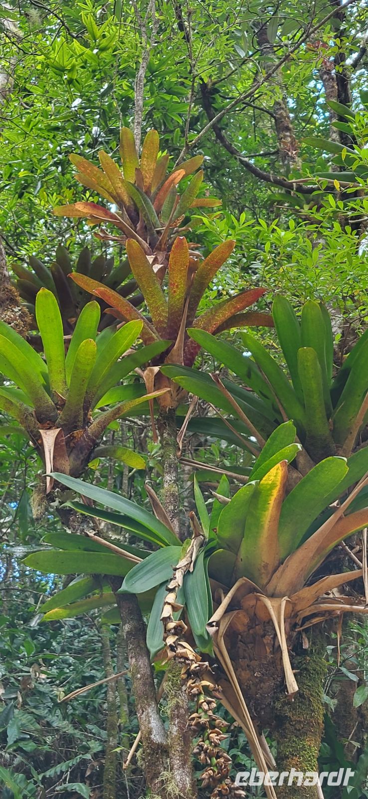 316 Bromelien
