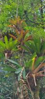 316 Bromelien