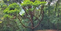 317 Baum auf unserer Strecke