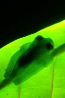 32 Glasfrosch
