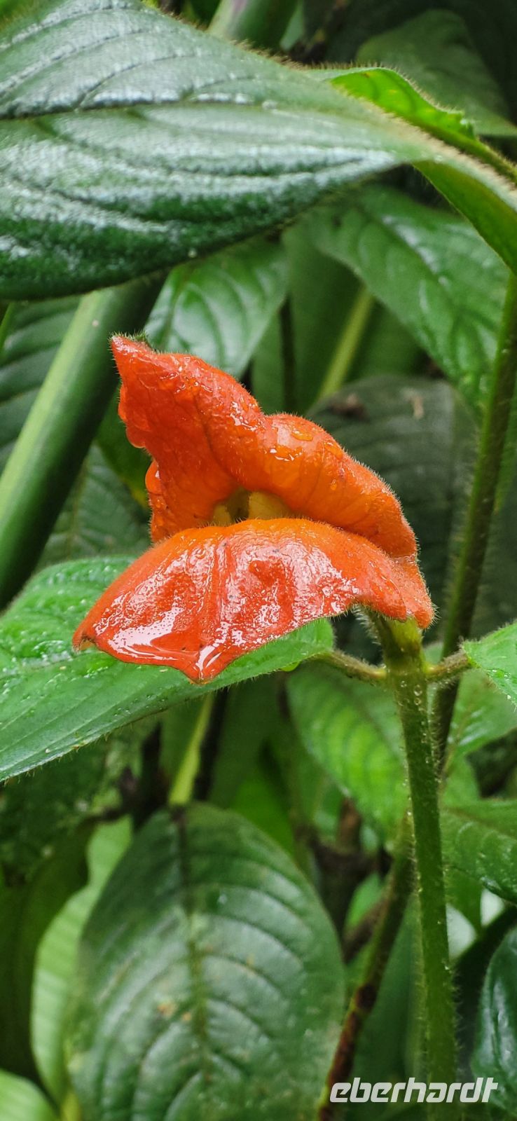 32 Kussmundblüte
