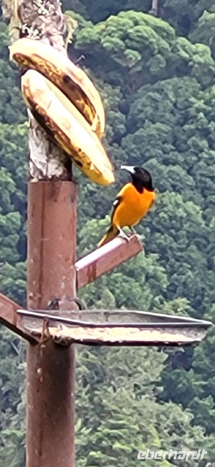 32 Vogelbeobachtung