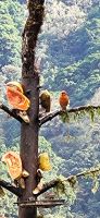 328 Vogelbeobachtung