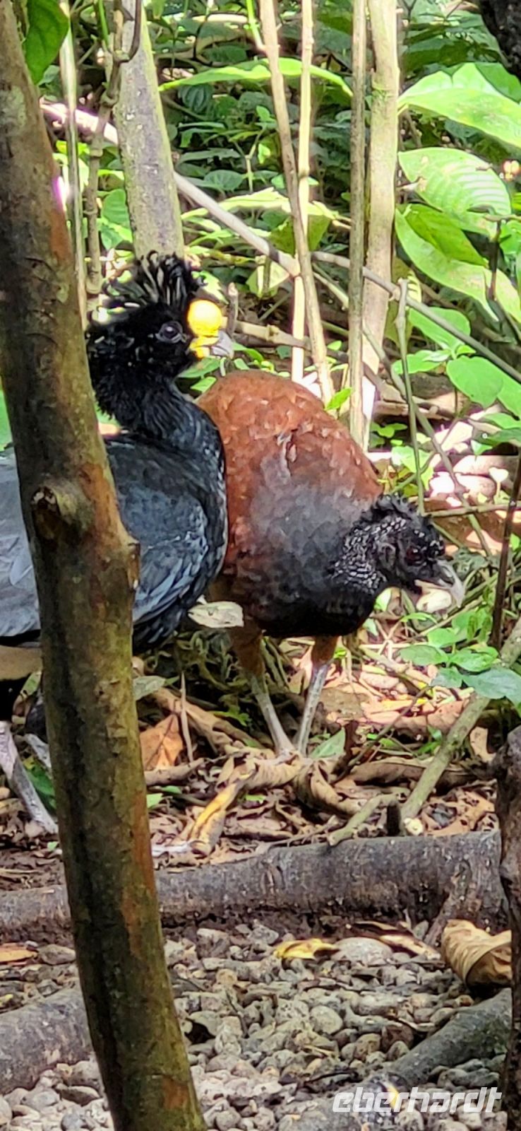 35 Vogelbeobachtung morgens