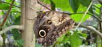 40 Eulenschmetterling