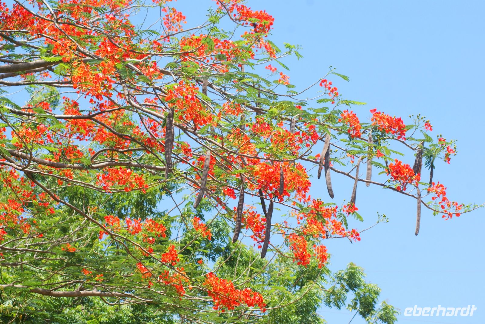 45 Flamboyan 