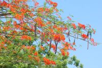 45 Flamboyan 