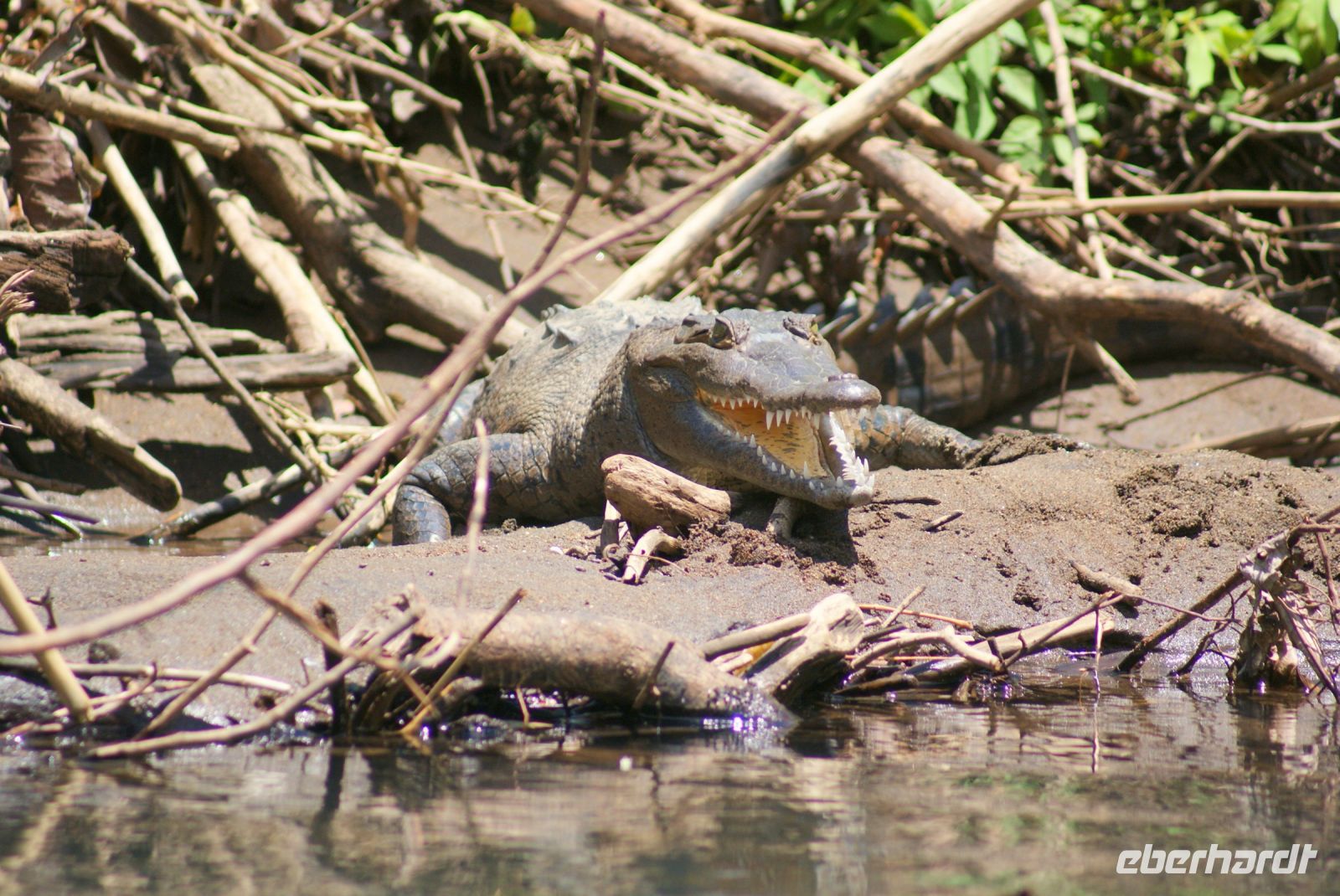 46 Krokodil am Ufer