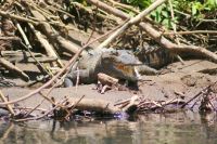 46 Krokodil am Ufer