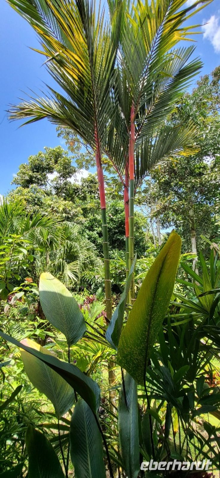 48 Costa Rica
