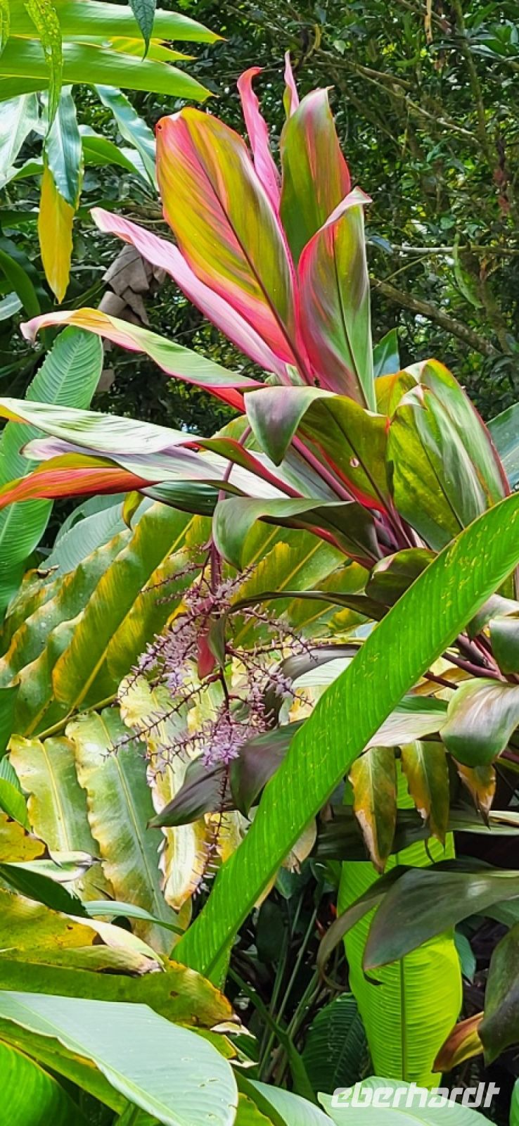 49 Costa Rica