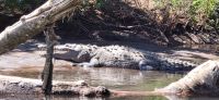 54 Krokodil am Corobici Fluss