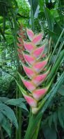68 Eco Thermales La Fortuna