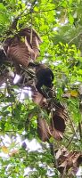 69 Arenal Oasis Eco Lodge
