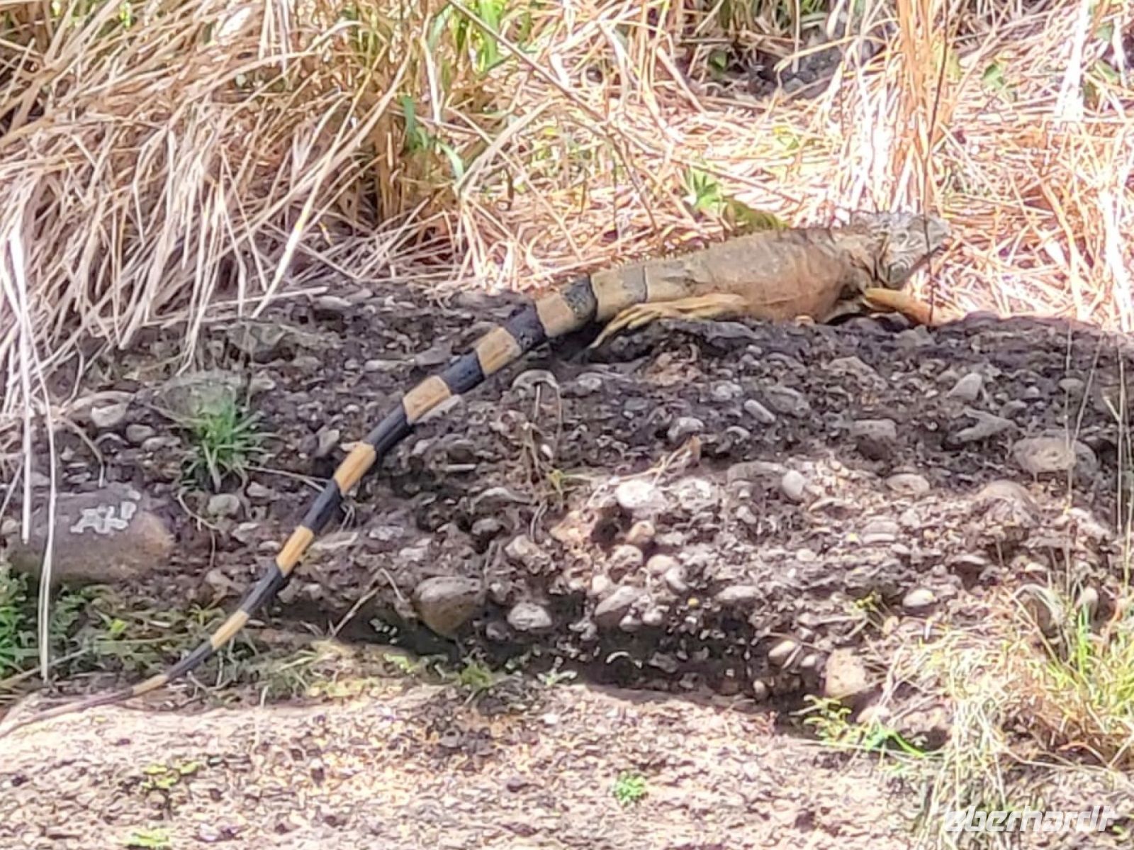 78 Iguana