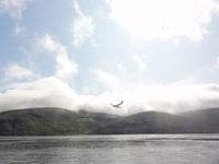 VESTMANNA VOGELKLIPPEN