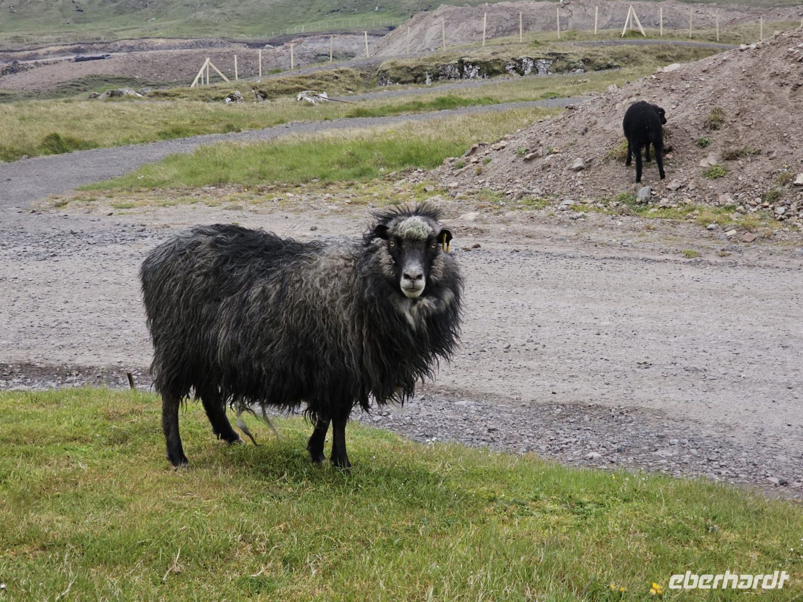 Schaf - Insel Eysturoy . Färöer Inseln