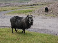 Schaf - Insel Eysturoy . Färöer Inseln