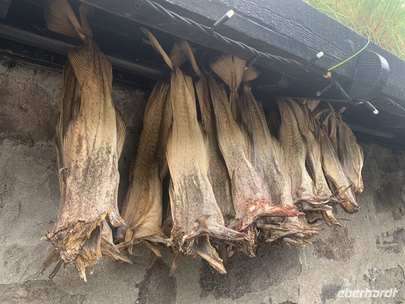 Trockenfisch - Tjørnuvik - Insel Eysturoy . Färöer Inseln