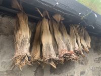 Trockenfisch - Tjørnuvik - Insel Eysturoy . Färöer Inseln