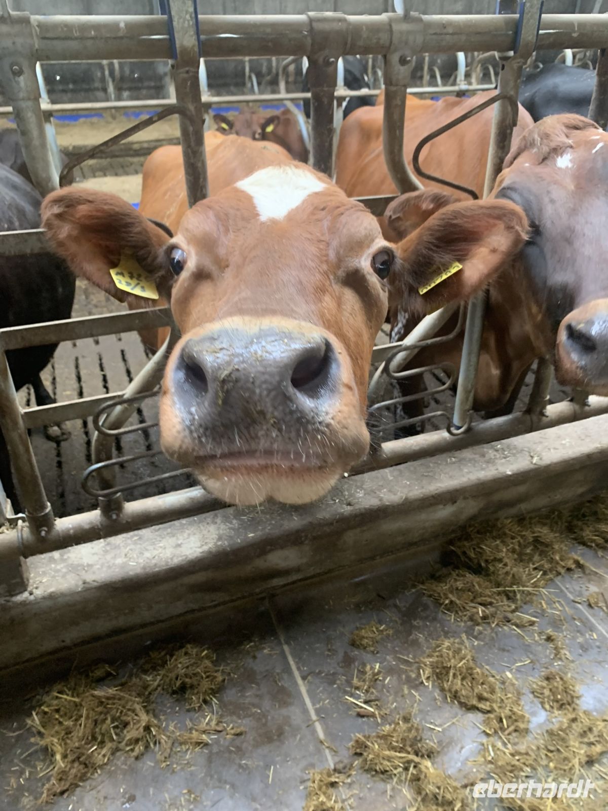 Bauernfarm - Insel Eysturoy . Färöer Inseln