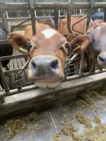 Bauernfarm - Insel Eysturoy . Färöer Inseln