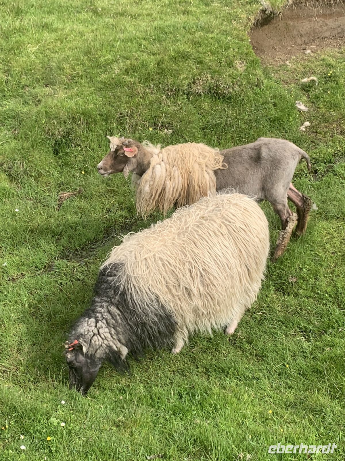 Schafe - Insel Eysturoy - Färöer Inseln