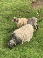 Schafe - Insel Eysturoy - Färöer Inseln