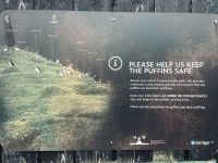 Faröer - Ausflug Vogelinsel Mykines