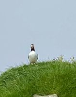 Faröer - Ausflug Vogelinsel Mykines