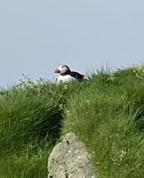 Faröer - Ausflug Vogelinsel Mykines