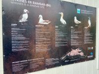 Faröer - Ausflug Vogelinsel Mykines