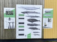 Faröer - Walfangstation Vid Áir