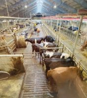 Faröer - Milchbauernhof Varmakeldugardurin