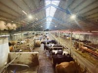 Faröer - Milchbauernhof Varmakeldugardurin