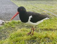 Faröer - Hotelgast Robert