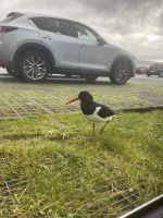 Faröer - Hotelgast Robert