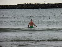 Die gruene Robbe Jens in der Nordsee