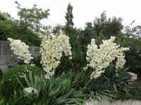 Blumen