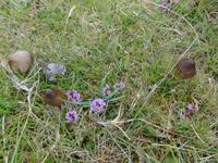 Pilze