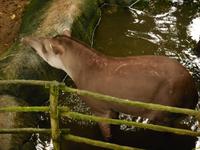 Regenwald in Randers 