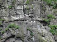 Seeschwalben