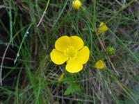 Sumpfdotterblume
