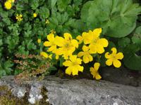 Sumpfdotterblume