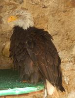 2 Tage Treuekundenfahrt Harz: Wernigerode und Fahrt auf den Brocken