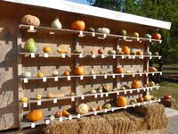 Kürbisausstellung Ludwigsburg